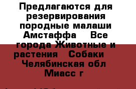 Предлагаются для резервирования породные малаши Амстаффа  - Все города Животные и растения » Собаки   . Челябинская обл.,Миасс г.